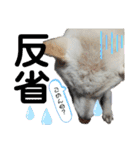 モモ姉さんのLINEスタンプ（個別スタンプ：14）