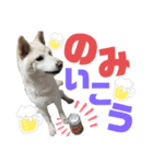 モモ姉さんのLINEスタンプ（個別スタンプ：15）