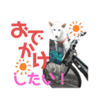 モモ姉さんのLINEスタンプ（個別スタンプ：16）