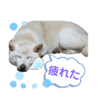 モモ姉さんのLINEスタンプ（個別スタンプ：19）