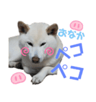 モモ姉さんのLINEスタンプ（個別スタンプ：21）