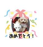 モモ姉さんのLINEスタンプ（個別スタンプ：23）
