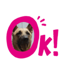 保護犬みかん3（個別スタンプ：1）