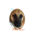 保護犬みかん3（個別スタンプ：2）