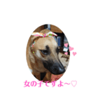 保護犬みかん3（個別スタンプ：3）