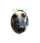 保護犬みかん3（個別スタンプ：4）