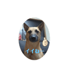 保護犬みかん3（個別スタンプ：5）