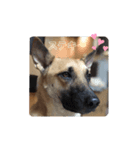 保護犬みかん3（個別スタンプ：6）