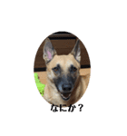保護犬みかん3（個別スタンプ：7）