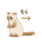 使いやすい☆猫たちのスタンプ 5（個別スタンプ：29）