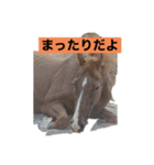 アイ＆パールただ今勉強中（個別スタンプ：1）