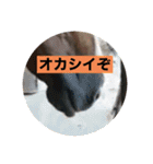 アイ＆パールただ今勉強中（個別スタンプ：8）