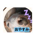 アイ＆パールただ今勉強中（個別スタンプ：12）