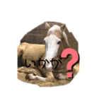 アイ＆パールただ今勉強中（個別スタンプ：16）