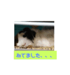 モルモットぷくチャー連絡用（個別スタンプ：3）