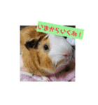 モルモットぷくチャー連絡用（個別スタンプ：4）