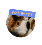 モルモットぷくチャー連絡用（個別スタンプ：5）
