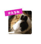 モルモットぷくチャー連絡用（個別スタンプ：9）