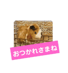 モルモットぷくチャー連絡用（個別スタンプ：12）