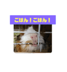 モルモットぷくチャー連絡用（個別スタンプ：13）