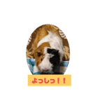 モルモットぷくチャー連絡用（個別スタンプ：14）