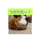 モルモットぷくチャー連絡用（個別スタンプ：15）