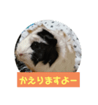 モルモットぷくチャー連絡用（個別スタンプ：16）