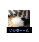 モルモットぷくチャー連絡用（個別スタンプ：18）