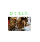 モルモットぷくチャー連絡用（個別スタンプ：21）