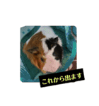 モルモットぷくチャー連絡用（個別スタンプ：23）