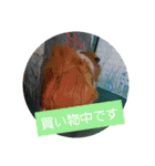モルモットぷくチャー連絡用（個別スタンプ：26）