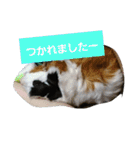 モルモットぷくチャー連絡用（個別スタンプ：28）
