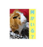 モルモットぷくチャー連絡用（個別スタンプ：30）