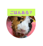 モルモットぷくチャー連絡用（個別スタンプ：35）