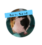 モルモットぷくチャー連絡用（個別スタンプ：40）