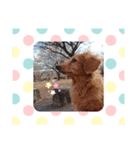 癒しのダックス（個別スタンプ：6）