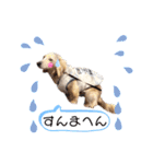 ハクくん by晩ママ（個別スタンプ：3）