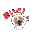 ハクくん by晩ママ（個別スタンプ：4）