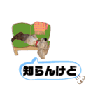 ハクくん by晩ママ（個別スタンプ：8）