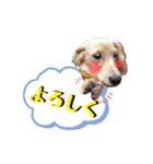 ハクくん by晩ママ（個別スタンプ：9）