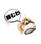 ハクくん by晩ママ（個別スタンプ：15）