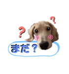 ハクくん by晩ママ（個別スタンプ：16）