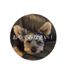 Paddiの日常（個別スタンプ：1）