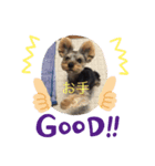 Paddiの日常（個別スタンプ：6）