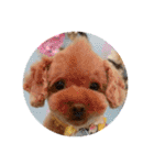 トイプードル（晴明）8（個別スタンプ：1）
