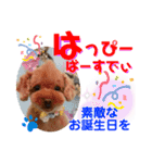 トイプードル（晴明）8（個別スタンプ：8）