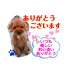 トイプードル（晴明）8（個別スタンプ：13）