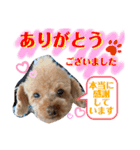 トイプードル（晴明）8（個別スタンプ：14）