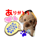 トイプードル（晴明）8（個別スタンプ：15）