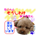 トイプードル（晴明）8（個別スタンプ：17）